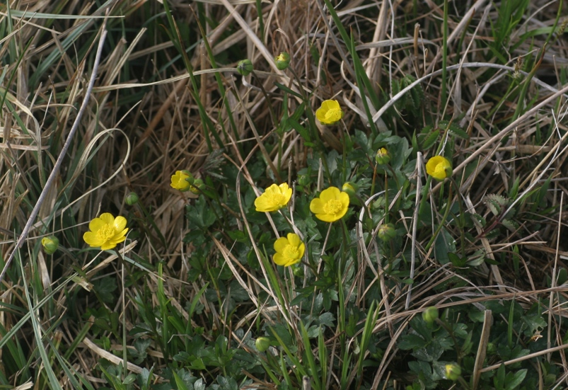 Ranunculus montanus / Ranuncolo montano